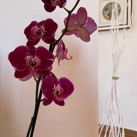 Casa Vacanze Orchidea Lido di Noto
